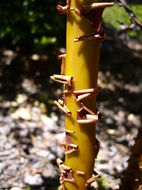 Image of hairy manzanita