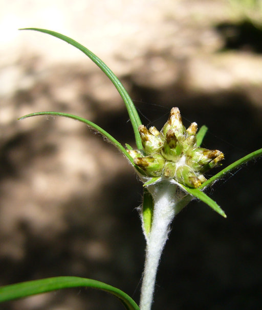 Imagem de Euchiton involucratus (Forst.)