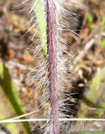 Image of white hawkweed