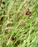 صورة Juncus covillei Piper