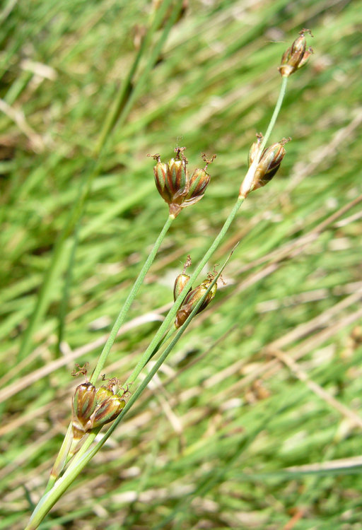 صورة Juncus covillei Piper