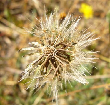 Image of lesser hawkbit