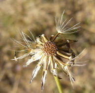 Image of lesser hawkbit