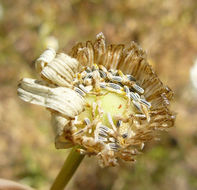 Слика од Leucanthemum vulgare Lam.