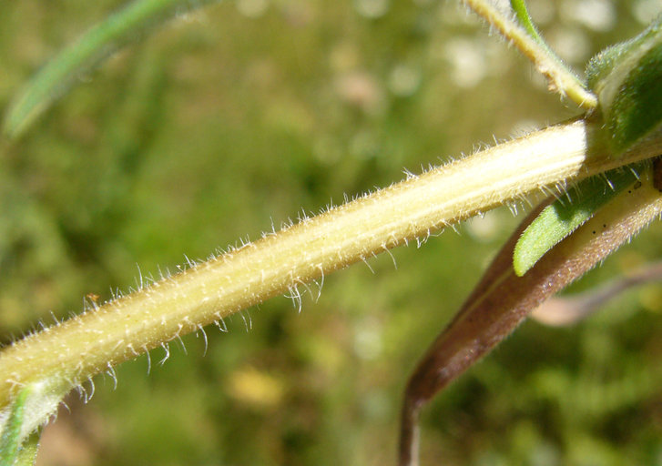 Image of grassy tarweed