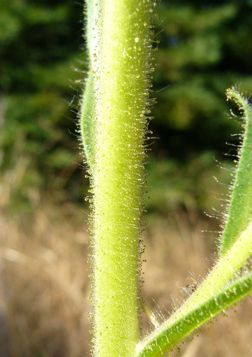 Imagem de Madia sativa Molina