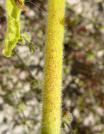 Image of <i>Mimulus cardinalis</i>