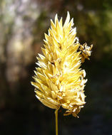 Image of California canarygrass