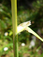 Image of California canarygrass