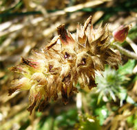 Sivun Sidalcea malachroides (Hook. & Arn.) Gray kuva