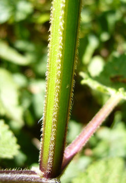 Слика од Stachys chamissonis Benth.