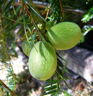 Image of California Nutmeg
