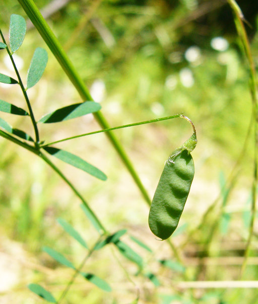 Image of lentil vetch