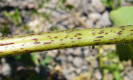 Imagem de Xanthium strumarium L.