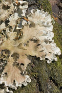 Image of Field dog-lichen;   Felt lichen