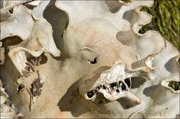 Image of Field dog-lichen;   Felt lichen