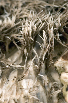 Image of Field dog-lichen;   Felt lichen