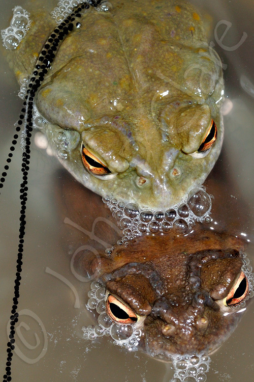 Image of Colorado River Toad Sonoran Desert Toad