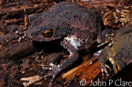 Image of Puerto Rican crested toad