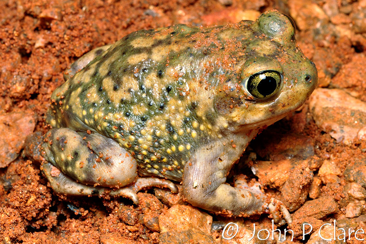 Imagem de Scaphiopus couchii Baird 1854