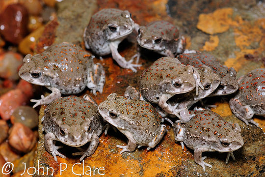 Image of Colorado River Toad Sonoran Desert Toad