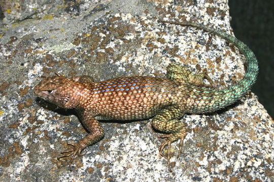 Image of Granite Spiny Lizard