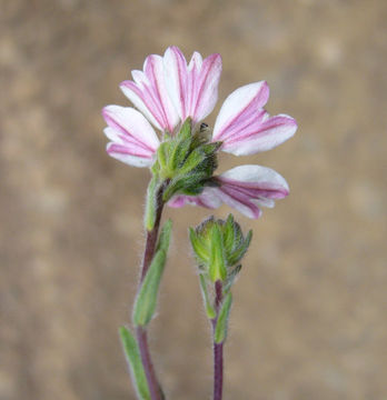 Image of hayfield tarweed