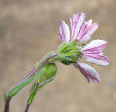 Image of hayfield tarweed