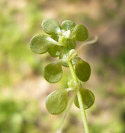 Image of Bolander's water-starwort