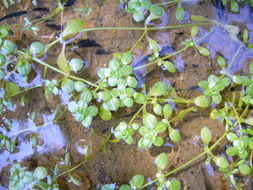Image of Bolander's water-starwort