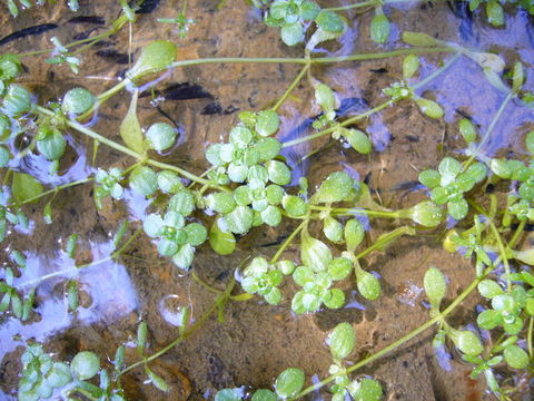 Imagem de Callitriche heterophylla subsp. bolanderi (Hegelm.) Calder & Taylor