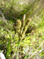 Image de Carex gynodynama Olney