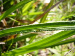 Sivun Carex gynodynama Olney kuva