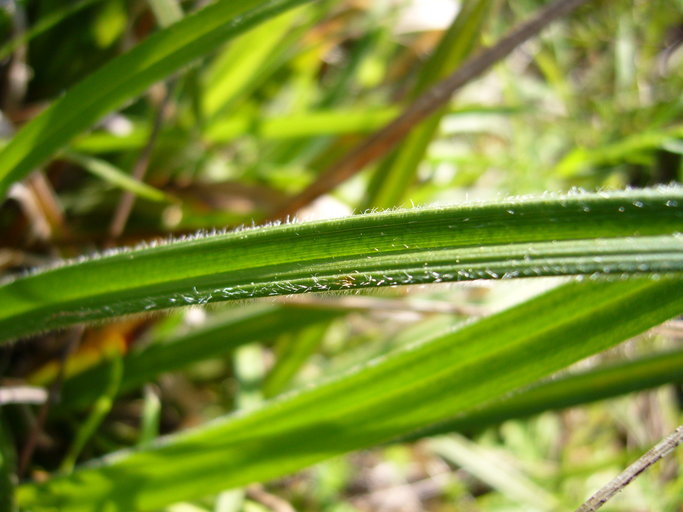 Image de Carex gynodynama Olney