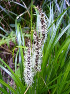 Image of Slough sedge