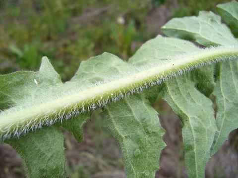 Image of chicory