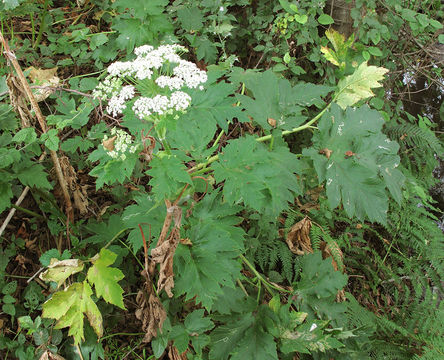 Image of common cowparsnip