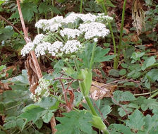 Image of common cowparsnip