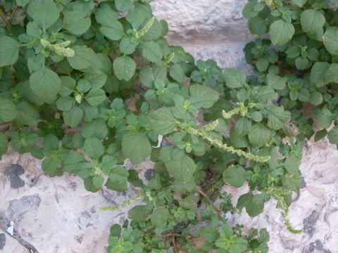 Image of least amaranth