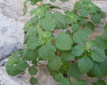 Amaranthus blitum L. resmi