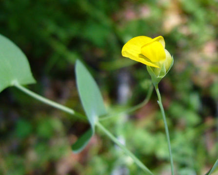 Image of yellow pea