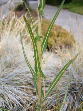 Lactuca saligna L.的圖片