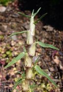 Image of Kikuyu grass