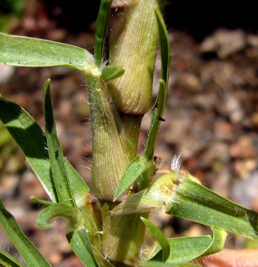 Image of Kikuyu grass