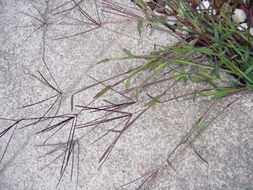 Image of hairy crabgrass