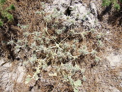 Eryngium aristulatum Jepson resmi