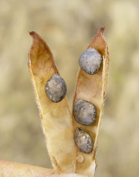 Image de Lupinus nanus Benth.