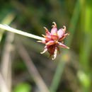Image de Ranunculus uncinatus D. Don ex G. Don