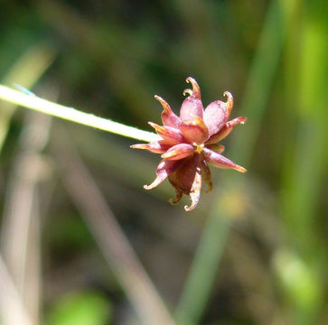 Слика од Ranunculus uncinatus D. Don ex G. Don