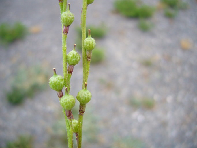 Image of annual bastard cabbage